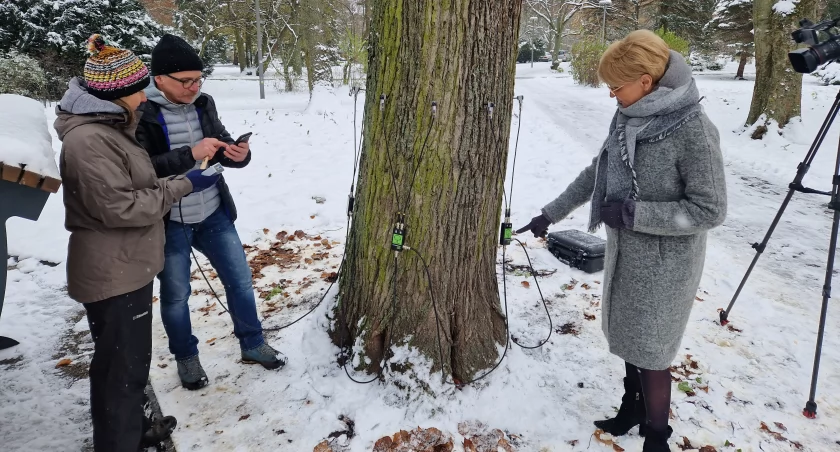 Miasto zakupiło ultranowoczesny tomograf do drzew. Czy zrezygnuje z usług specjalistów?