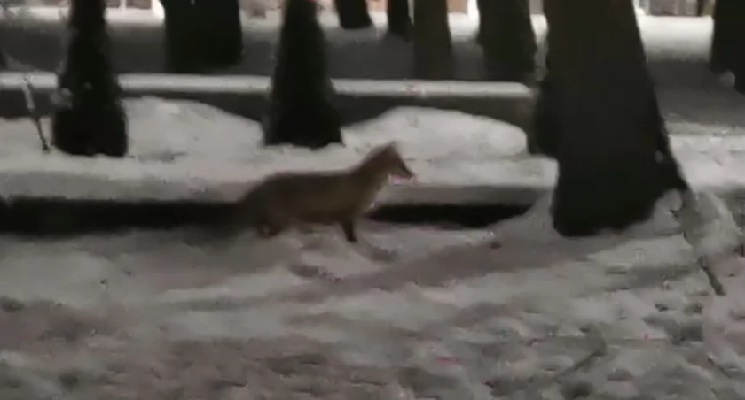Lisek w parku. Chodził między ludźmi, nie bał się dzieci | wideo