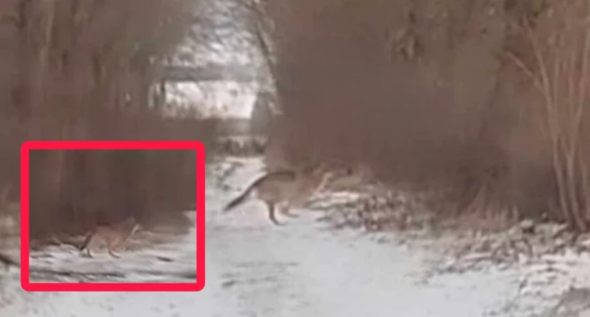 Wilki w okolicach Kołobrzegu. Takie spotkania w naszym rejonie to rzadkość