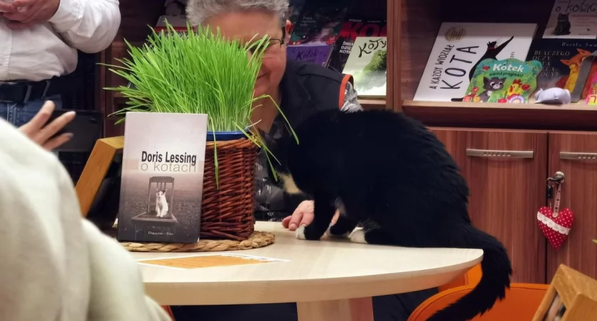 Byliśmy w kociej kawiarni. Więcej takich akcji! | zdjęcia i wideo