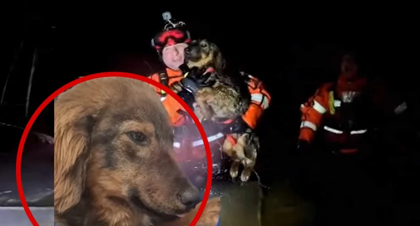 Uratowany przez kołobrzeskich ratowników Rysio ma nową rodzinę. Szczeniak trafił do Krakowa