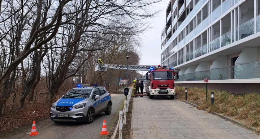 Kto zniszczył drzewa na alei w Sianożętach? Policja będzie szukała sprawcy haniebnego czynu