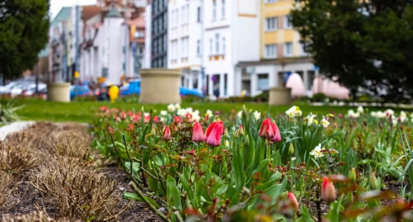 Na spacer nie tylko nad morze. Kołobrzeg nabiera wiosennych kolorów