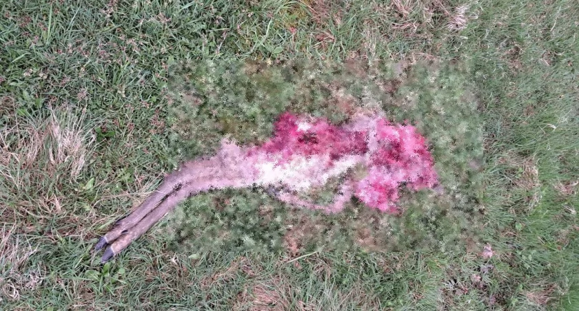 Wilki polują przy posesjach. Zagryzły sarnę