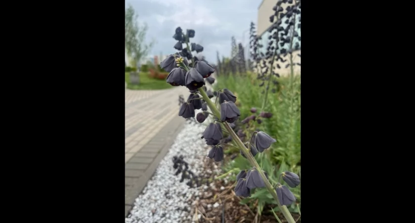 W mieście zakwitły nietypowe rośliny. To szachownice perskie 