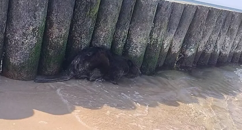 Bóbr na plaży. Dlaczego pojawiają się nad morzem? wideo
