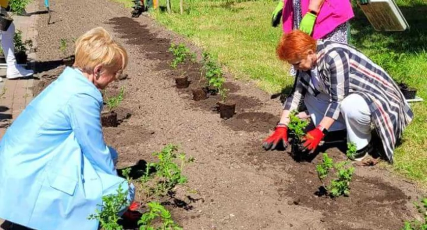 Ulica utonie w kwiatach. Na Grochowskiej zakwitną róże za prawie 40 tys. zł