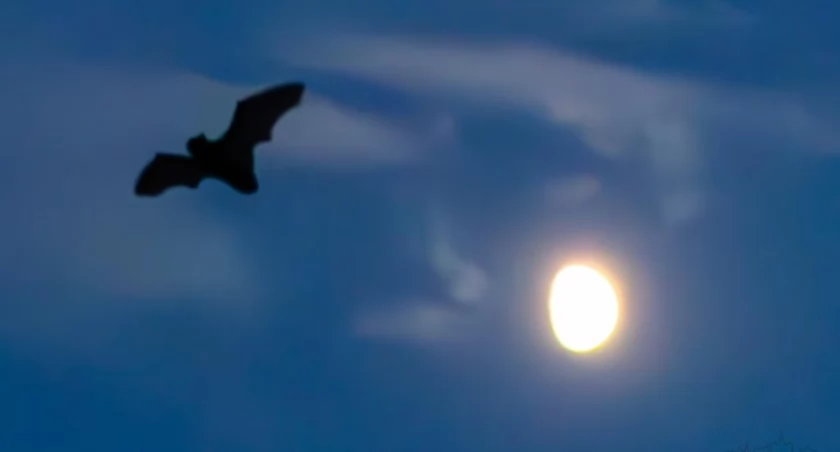 Kołobrzeg fauną stoi. Nie tylko dziki, Mariany i motyle – nocą roi się od nietoperzy | zdjęcia