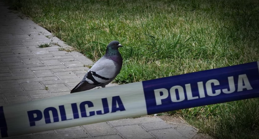 Kobieta zgłosiła zabójstwo gołębia. Policja zabezpieczyła narzędzie zbrodni – kij od mopa
