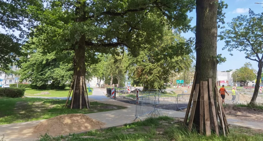 Wykonawca uszkodził jedenaście drzew przy ul. Krzywoustego. Miasto zgłasza sprawę 