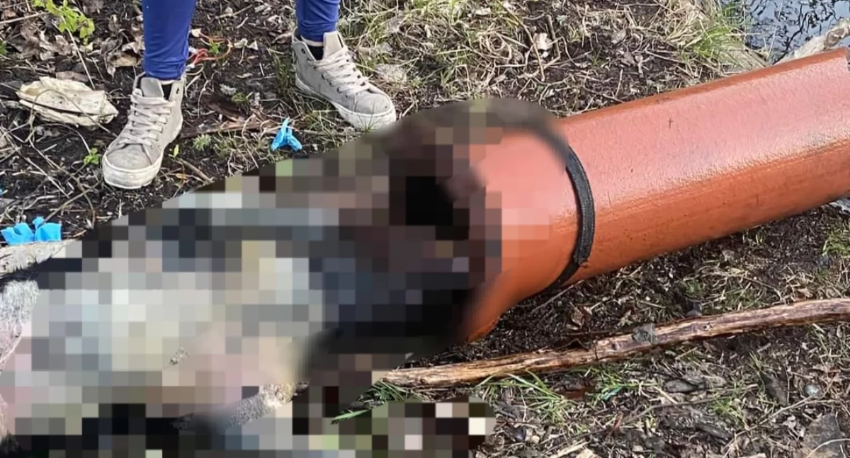 Skatował i zabił półtoraroczną suczkę. Sprawca usłyszał wyrok