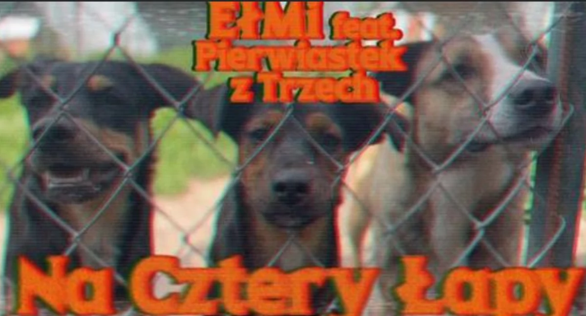 Słuchając muzyki pomożesz bezdomnym zwierzętom