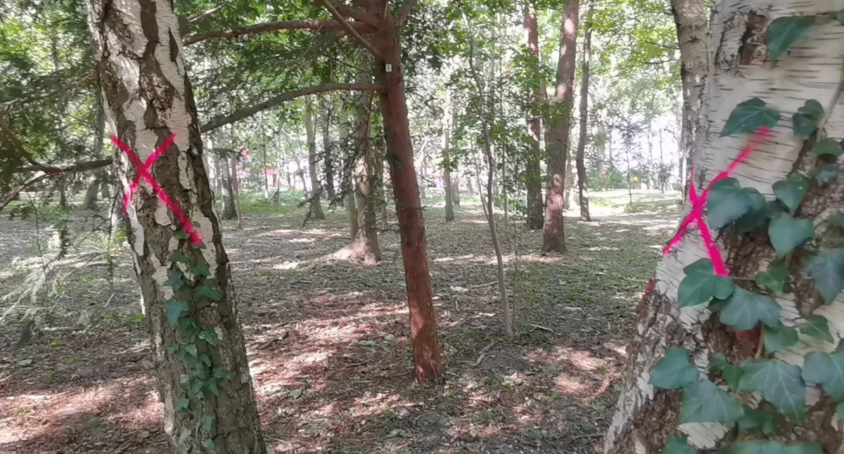 65 drzew do wycięcia w Parku Szarmacha. Są nie do uratowania (wideo)
