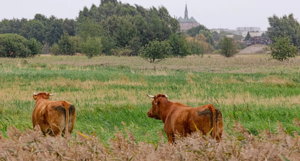 Miasto wynajęło krowy do koszenia trawy. Są wypasane na znanym siedlisku ekologicznym