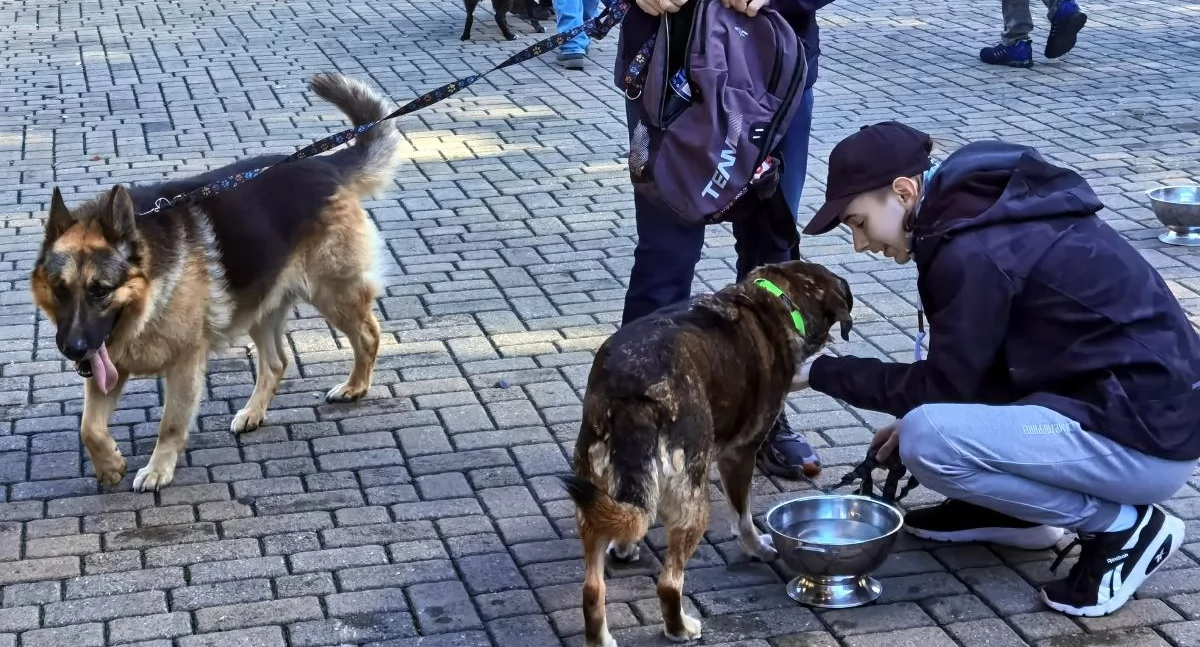 Weekend z Pupilem czyli schroniaki na spacerze po Kołobrzegu | zdjęcia, wideo