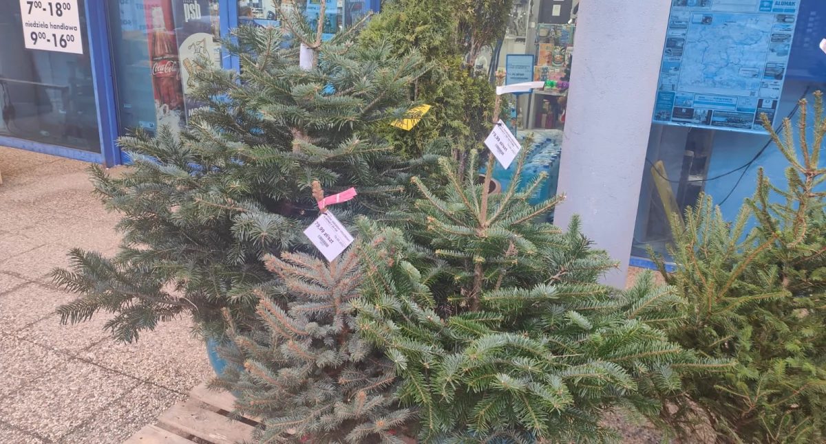 W marketach są już choinki. Najtańsze można nabyć za mniej niż 50 zł