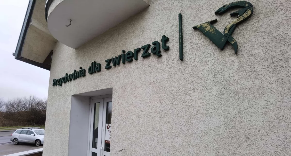 Całodobowa opieka weterynaryjna dla zwierząt po wypadkach  drogowych. Gdzie się zgłosić?