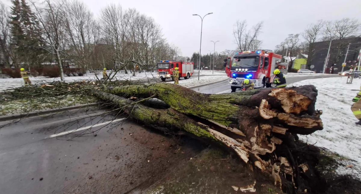 Drzewo spadło na drogę. Zablokowane oba kierunki ruchu [zdjęcia]