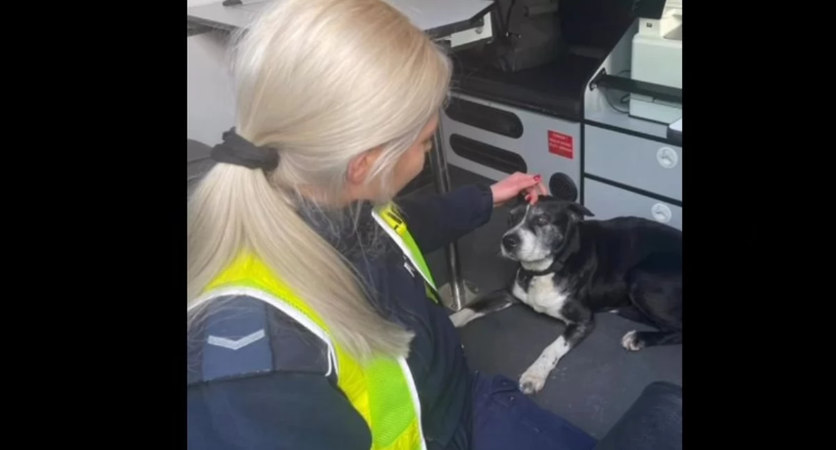 Policjanci złapali pieska na gigancie. Pomogli świadkowie 