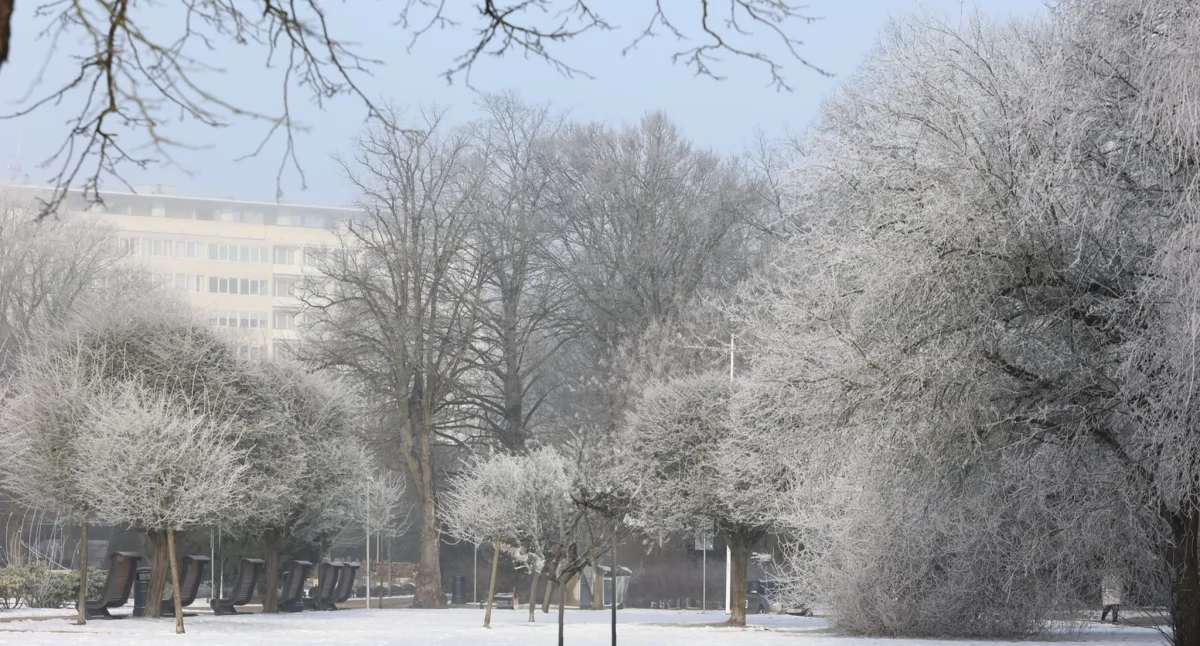 Bajkowe krajobrazy na koniec zimy. Tak maluje mgła i mróz [foto]