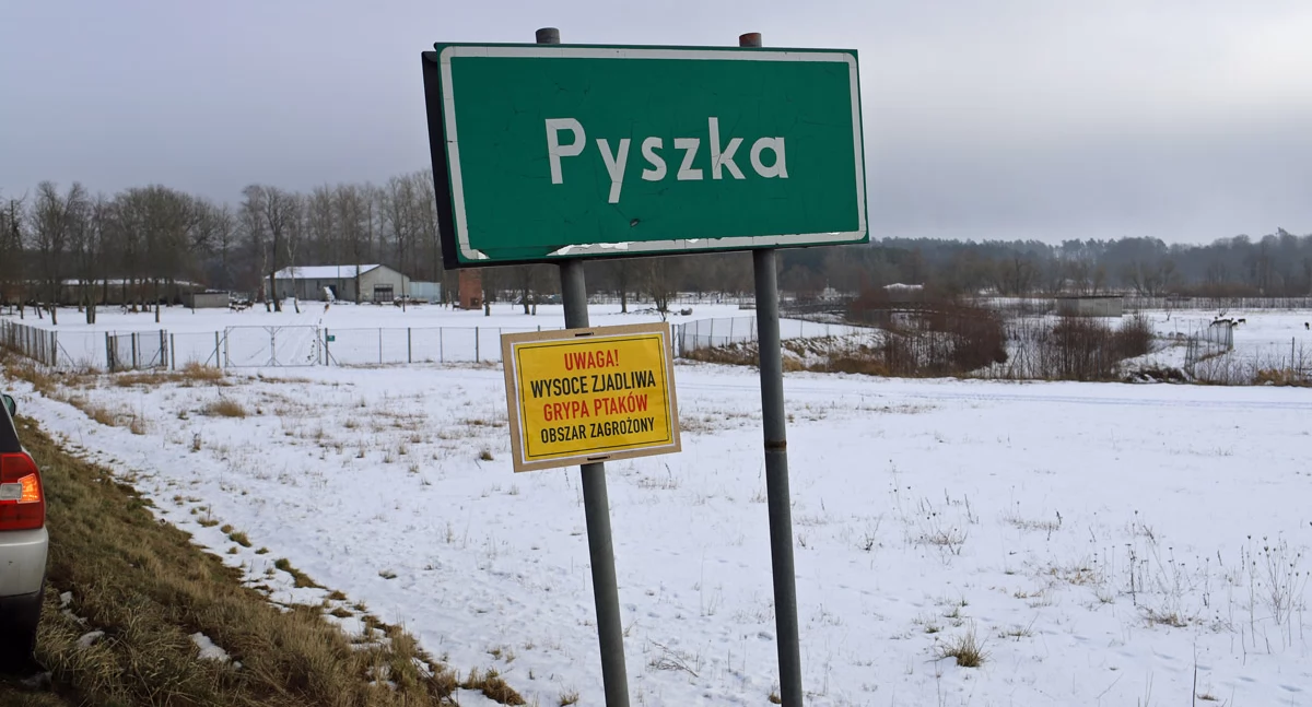 Ptasia grypa na terenie gminy Dygowo. Są wyniki próbek martwych łabędzi i rozporządzenie