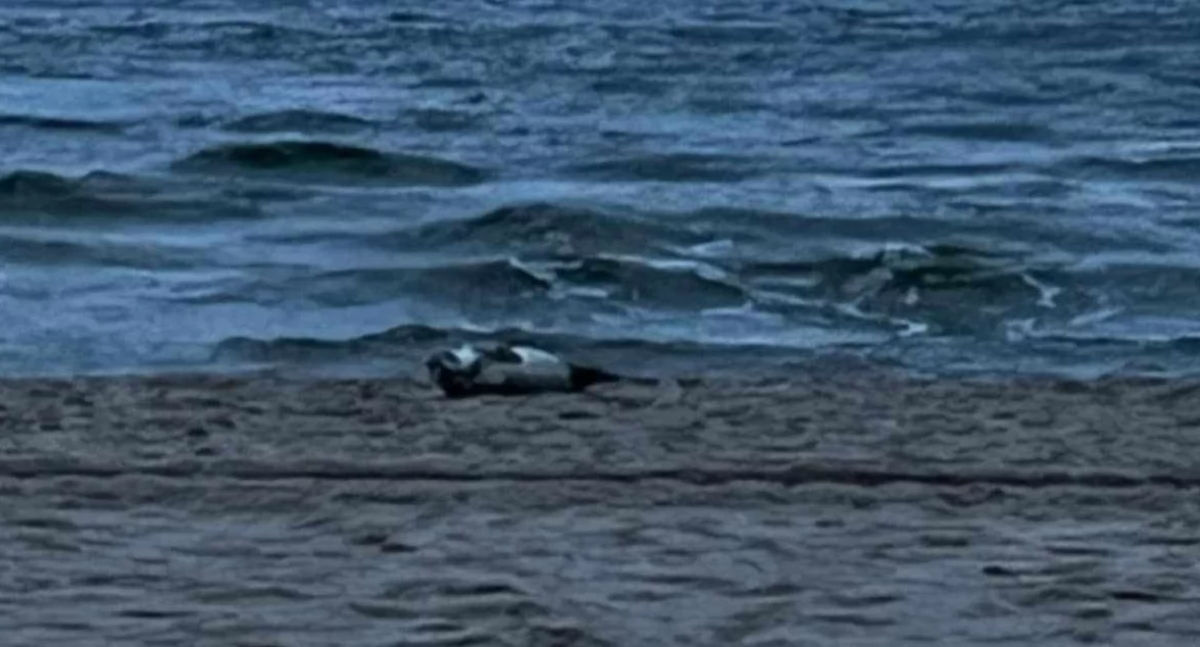 Kołobrzeg w marcu? Foka już wie, że warto