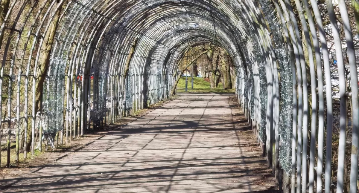 Bindaż Grabowy przejdzie rewitalizację. Unikalną aleję czekają dwa lata specjalistycznych prac [wideo]