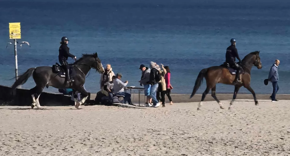 Policyjne konie skradły show na plaży 