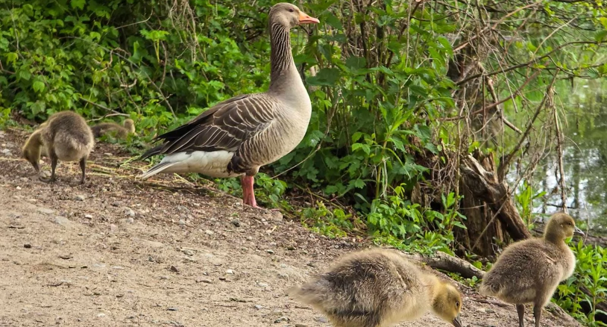  Ekopark tętni życiem. Małe gęgawy coraz większe [zdjęcia]