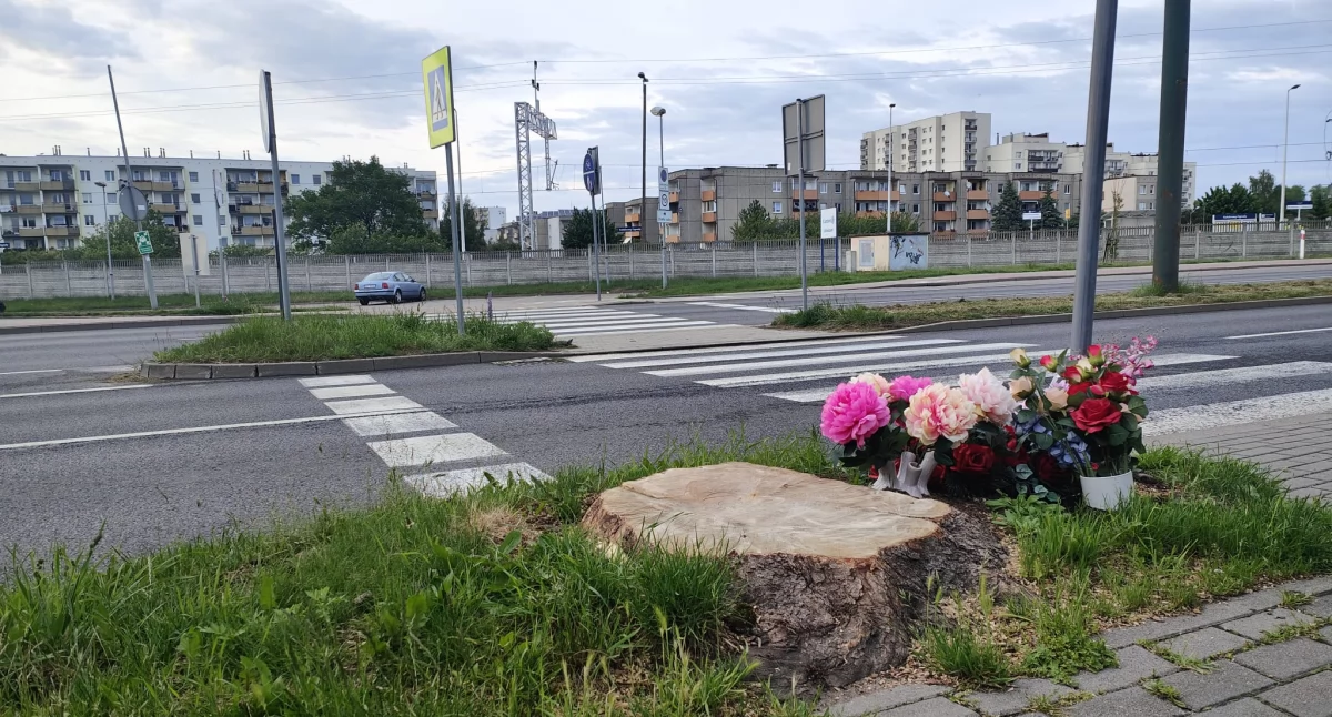 Na wyjeździe z miasta będzie bezpieczniej? Z niebezpiecznego przejścia zniknęło drzewo