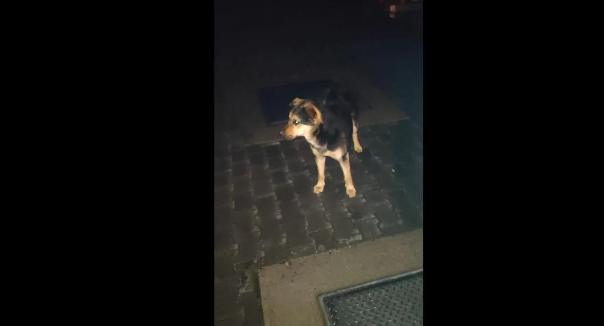 Pies biegał za samochodami. Teraz czeka na właściciela w schronisku