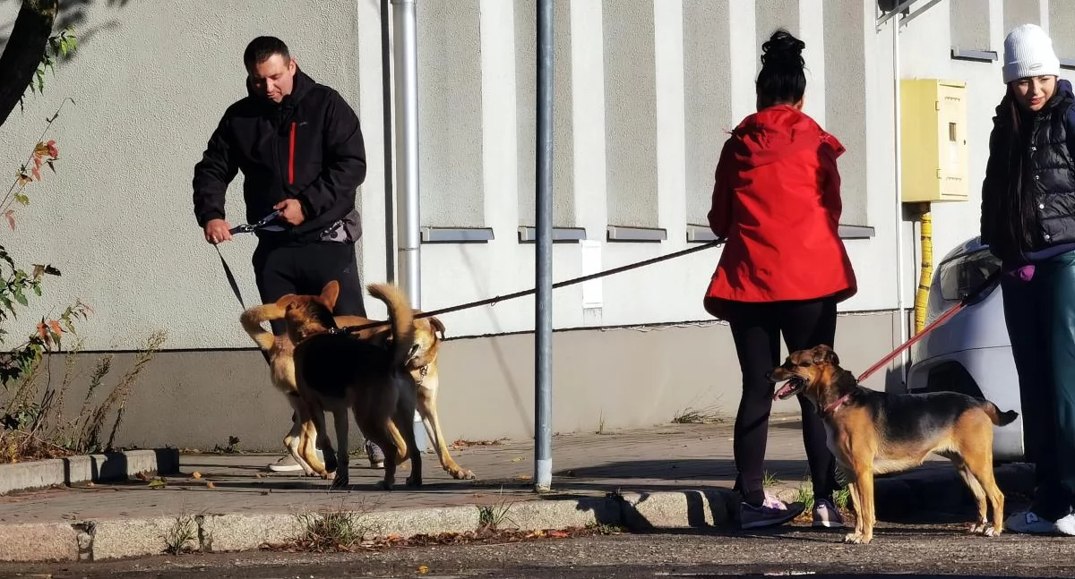Weekend z Pupilem w Kołobrzegu. Poznaj być może swojego, nowego przyjaciela