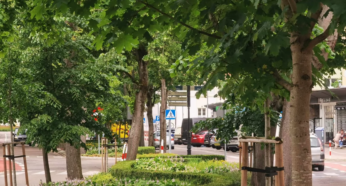 Cyfrowa rewolucja w zarządzaniu zielenią. Kołobrzeg jako pierwszy rusza z nowym systemem