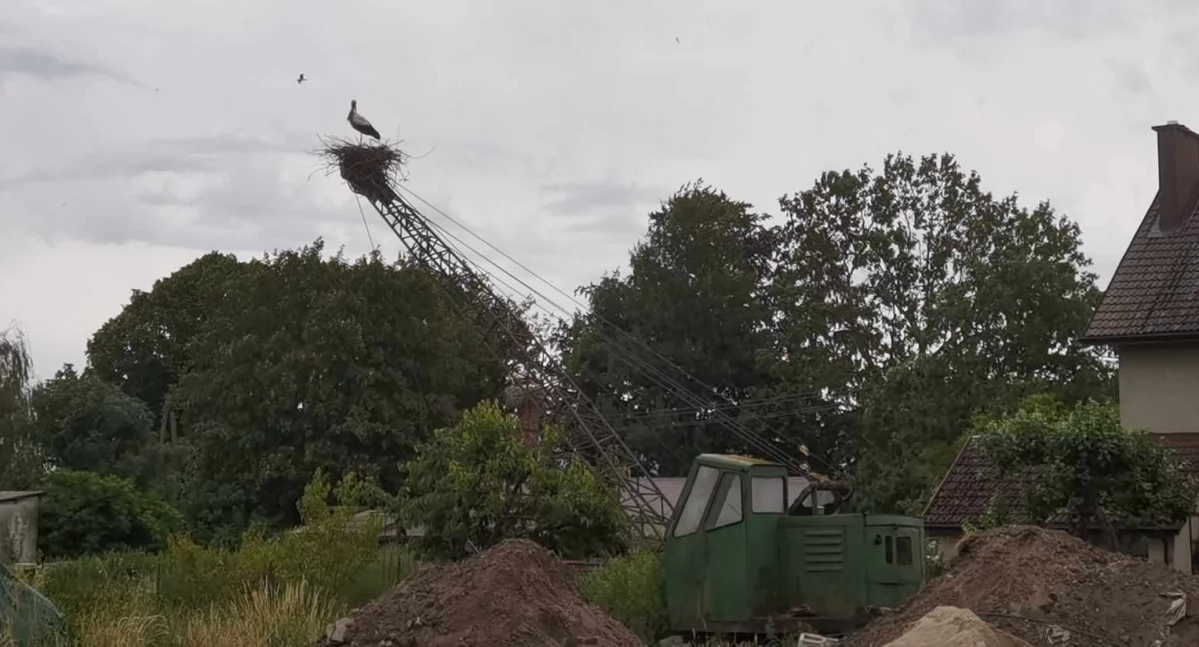 Koparka zamiast słupa. Bocian zaskoczył właściciela działki [zdjęcia]