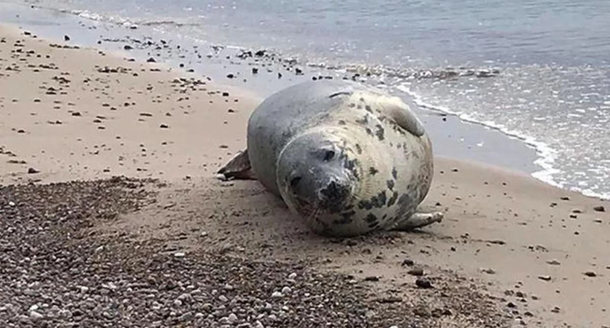 Interwencja służb na plaży w Dźwirzynie. Foka w ciężkim stanie