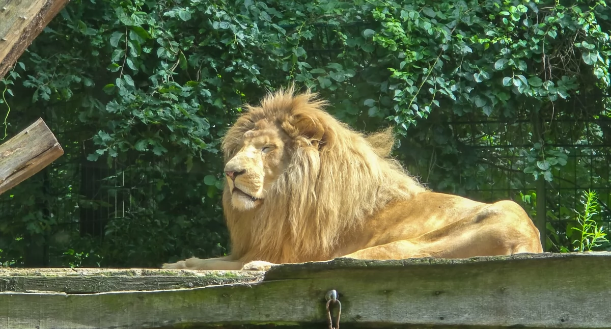 Jednodniowe wycieczki - ZOO w Eberswalde