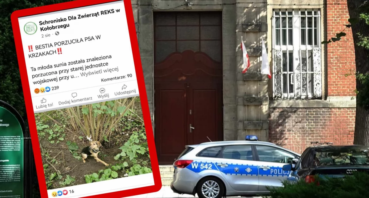 Internauci pomogli ustalić właścicielkę porzuconej suczki. Policja prowadzi postępowanie