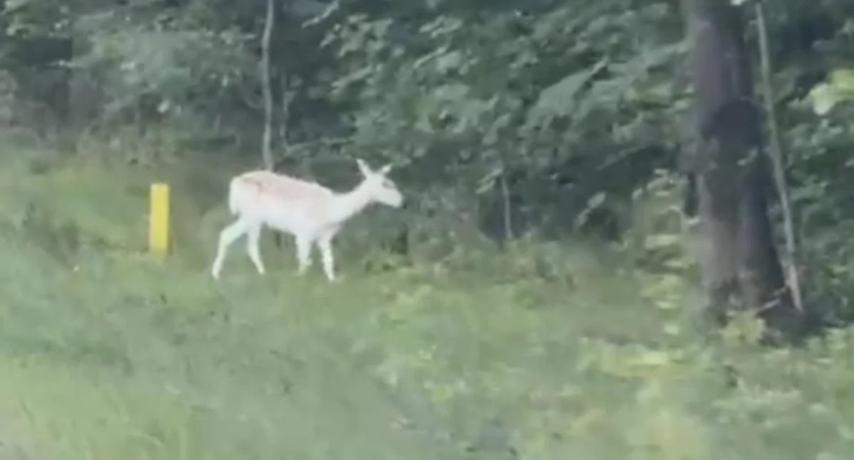 Niezwykła łania uchwycona w obiektywie - nagranie