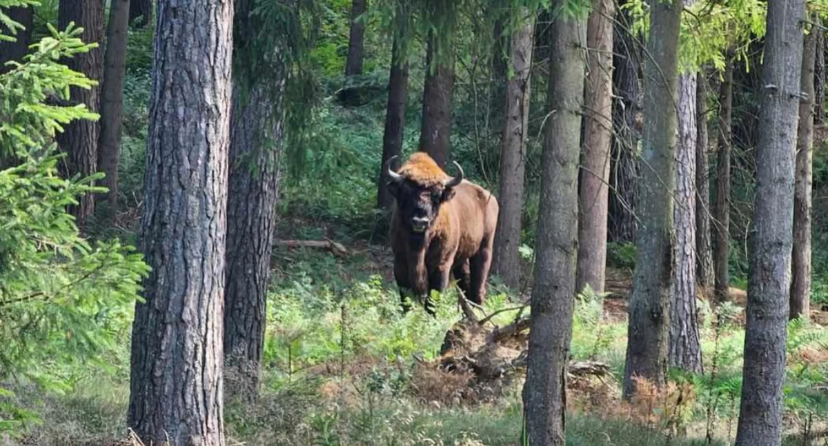 Rzadki gość w lasach nadleśnictwa. Jak go spotkasz, zachowaj ostrożność