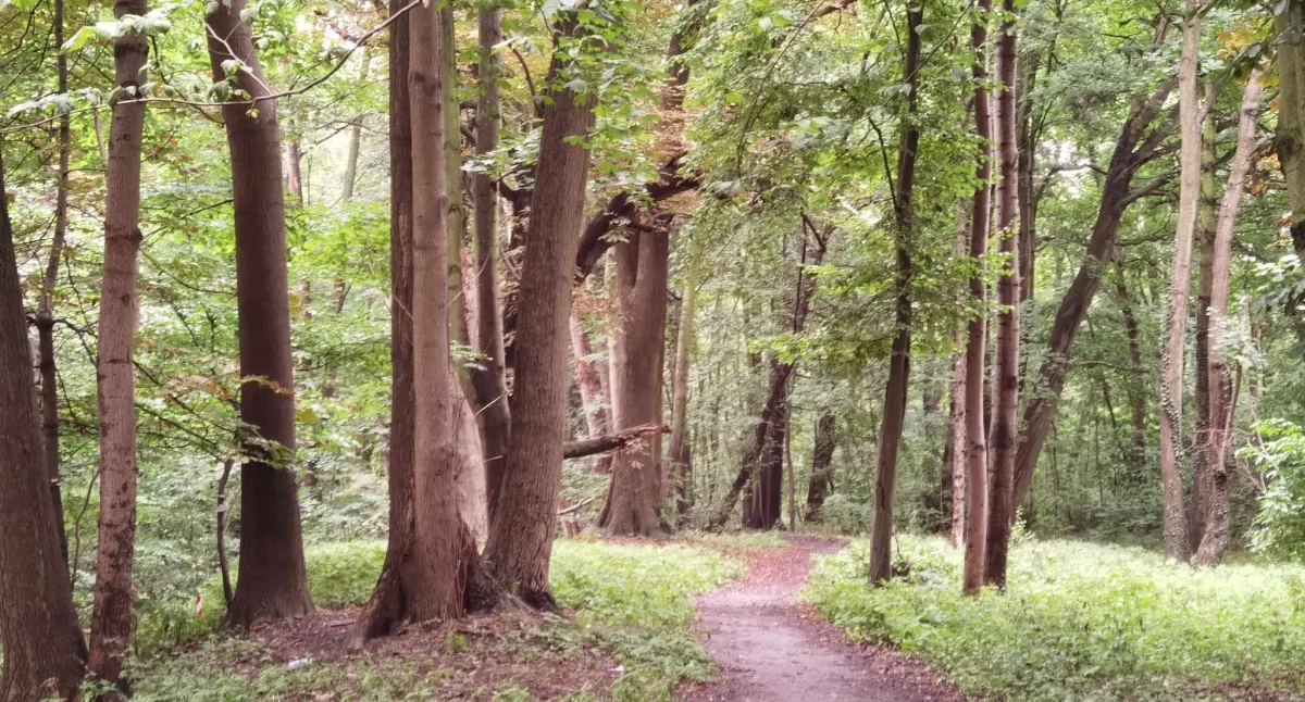 Inwestycja za 3,5 mln zł. Zabytkowy park przejdzie ekologiczną metamorfozę