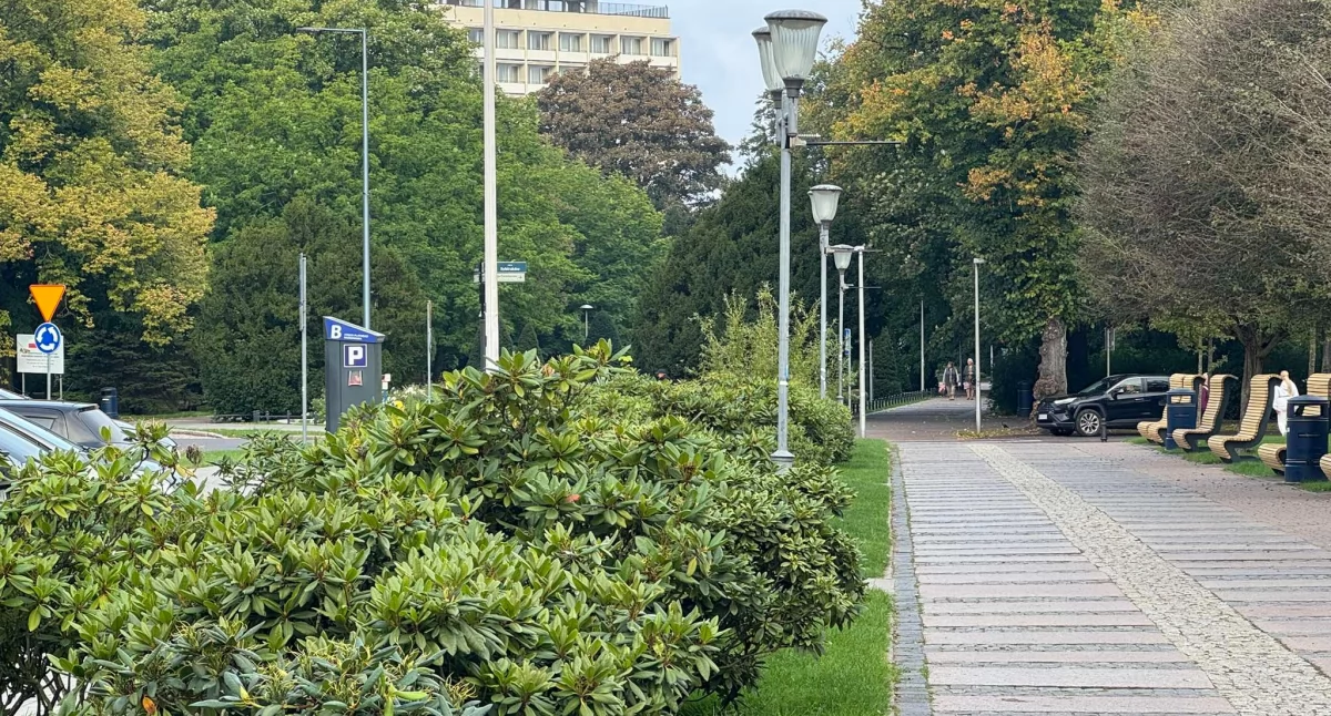 Tulipany zamiast rododendronów. Przy Armii Krajowej uporządkują zieleń