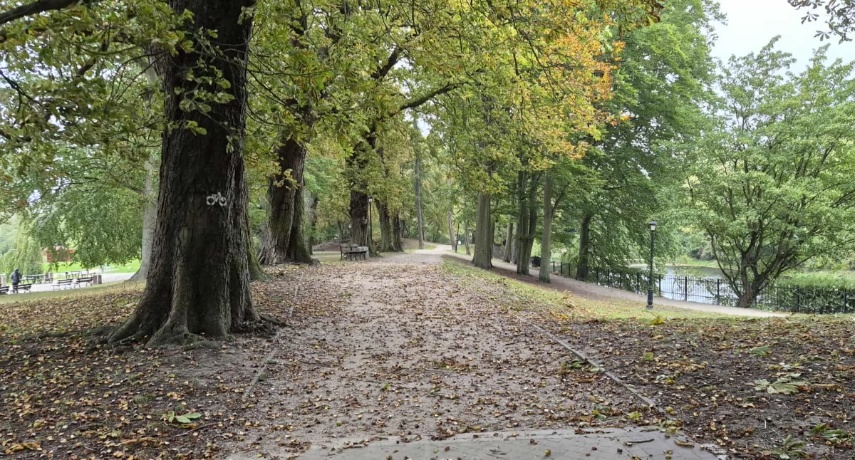 Nowy etap zmian w Parku Dąbrowskiego. Czas na kolejną modernizację alejek