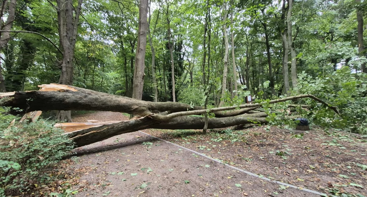 Silny wiatr dał się we znaki. Strażacy mieli sporo pracy