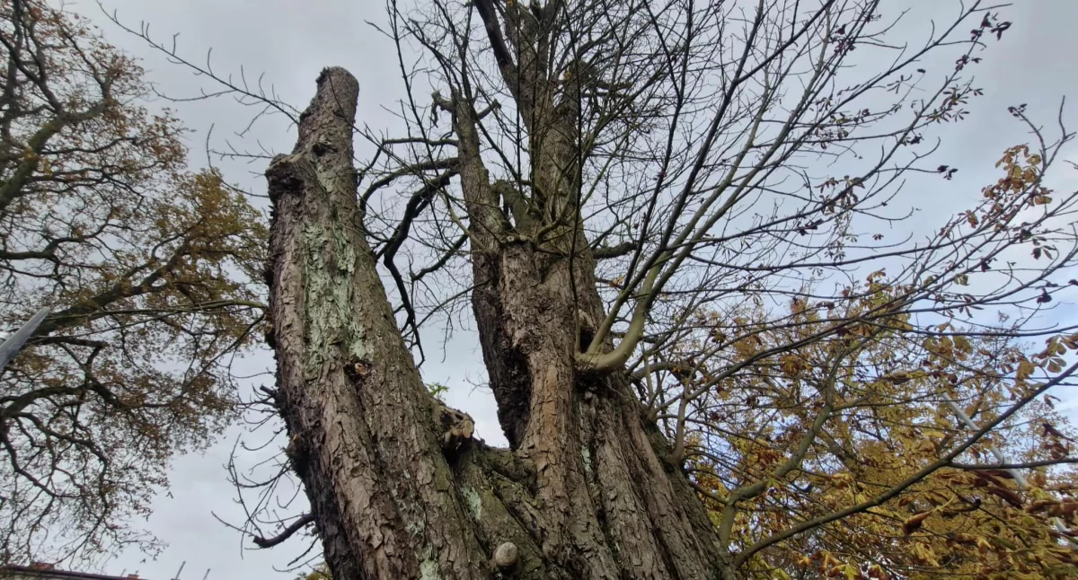 Dlaczego te drzewa znikną z krajobrazu miasta? Szykuje się wycinka