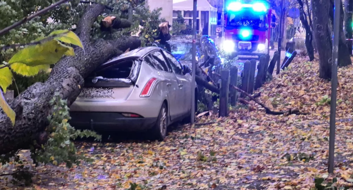 Drzewo spadło na samochody. Silny wiatr daje się we znaki [zdjęcia]