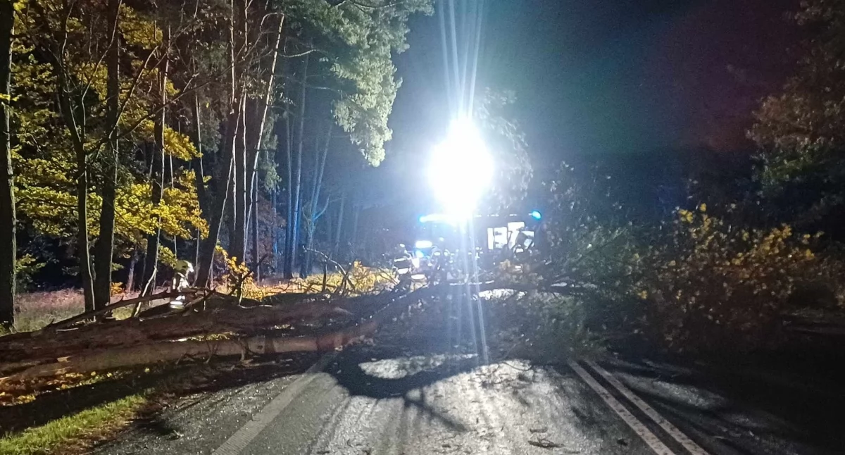 Region po wichurze. Powalone drzewa, zniszczone auta i 25 interwencji strażaków
