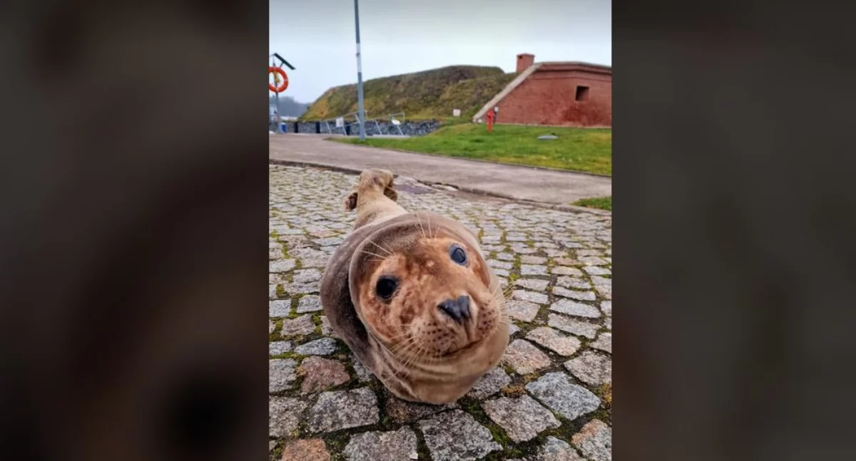 Taki uroczy gość zrobił sobie przystanek w porcie jachtowym | foto