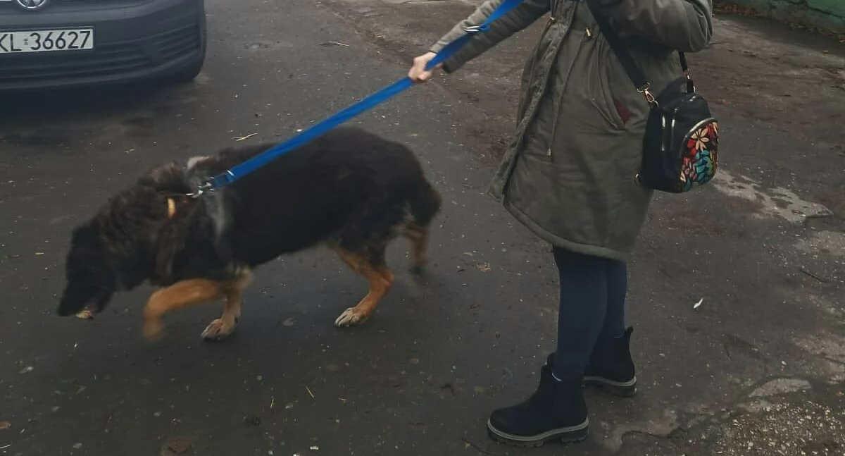 Na ten moment czekał prawie 6 lat. Niewidomy pies znalazł swój upragniony dom