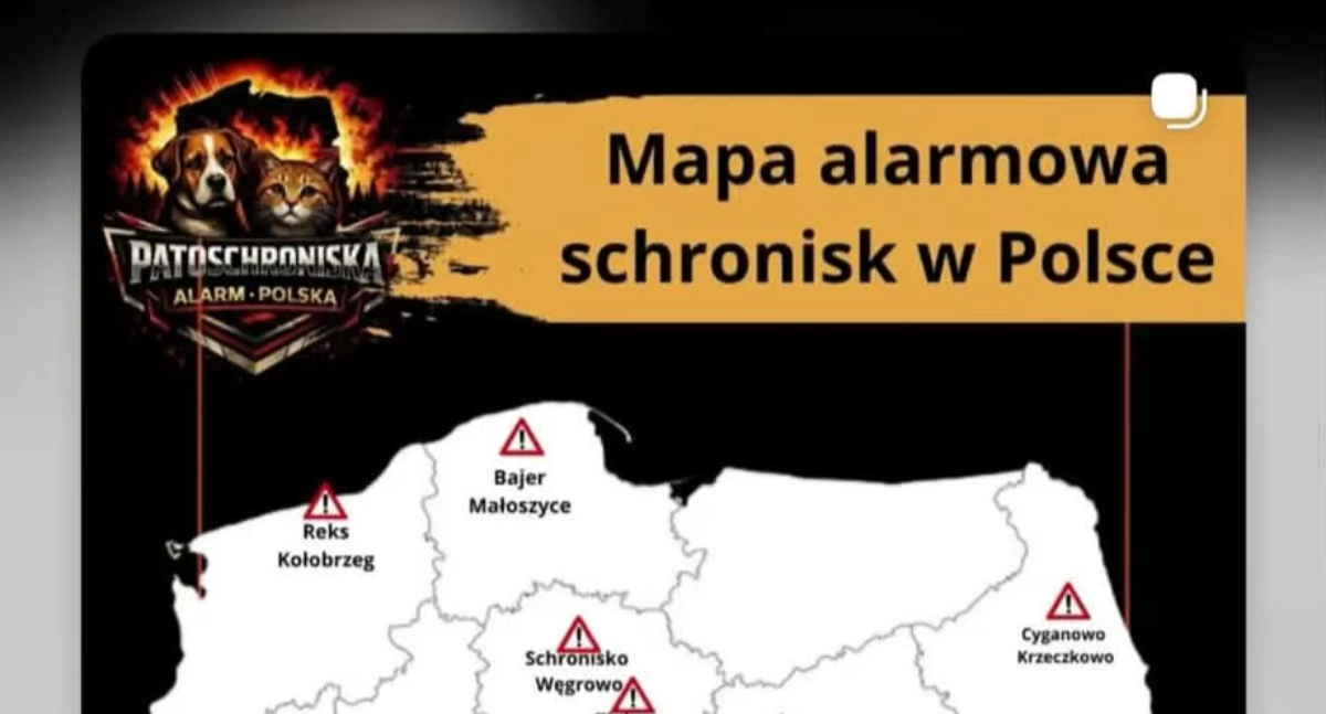 Doda, patoschroniska i internetowy pośpiech. Dlaczego kołobrzeskie schronisko trafiło na kontrowersjną mapę?