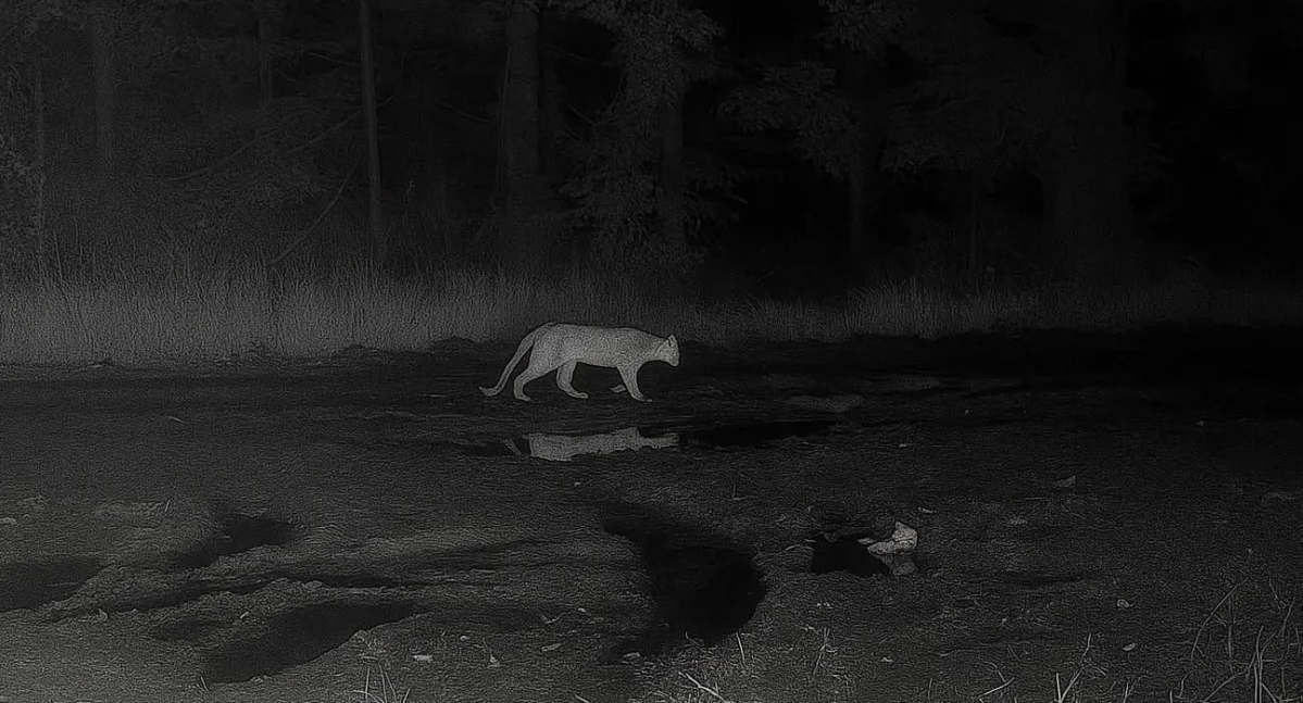 Puma w naszym regionie? Leśnicy sprawdzą okolice dronem termowizyjnym
